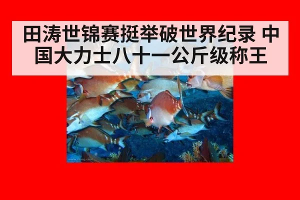 田涛世锦赛挺举破世界纪录 中国大力士八十一公斤级称王
